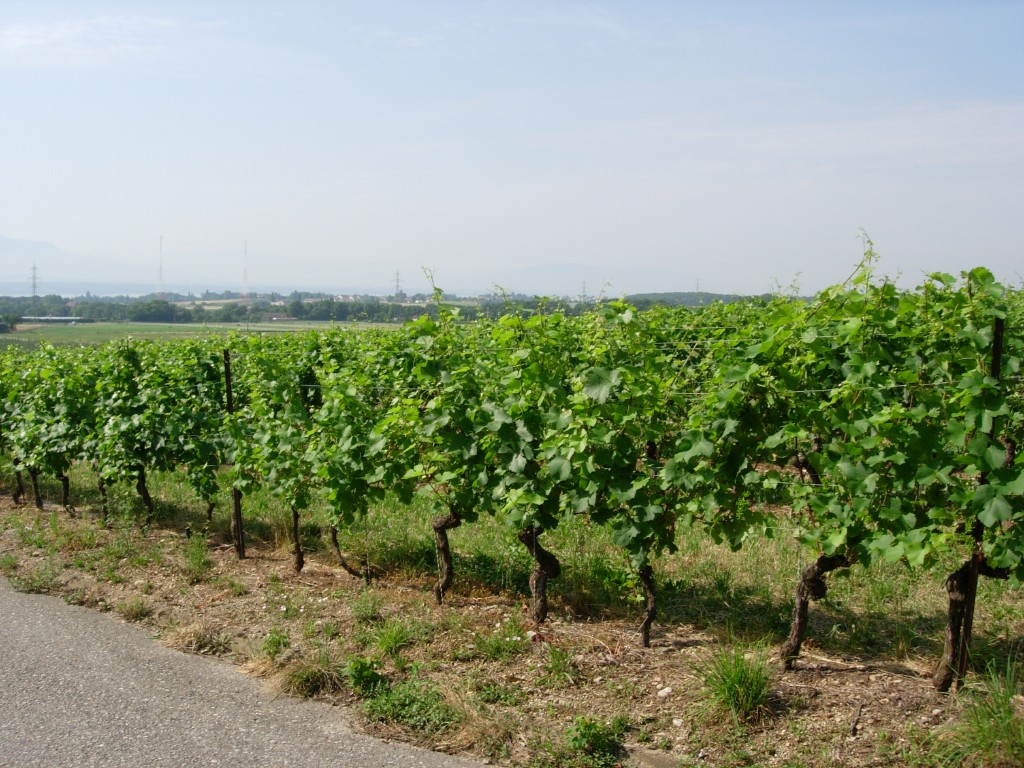 dscn1708.jpg